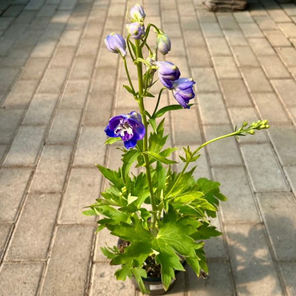 Delphinium 'Dignity Blue Shades' - Szarkaláb