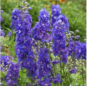 Delphinium 'Dasante Blue' - Kerti szarkaláb