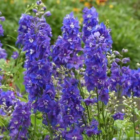 Delphinium 'Dasante Blue' - Kerti szarkaláb