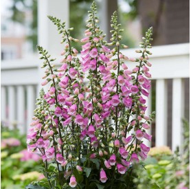 Digitalis purpurea 'Panther' - Gyűszűvirág