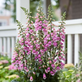 Digitalis purpurea 'Panther' - Gyűszűvirág
