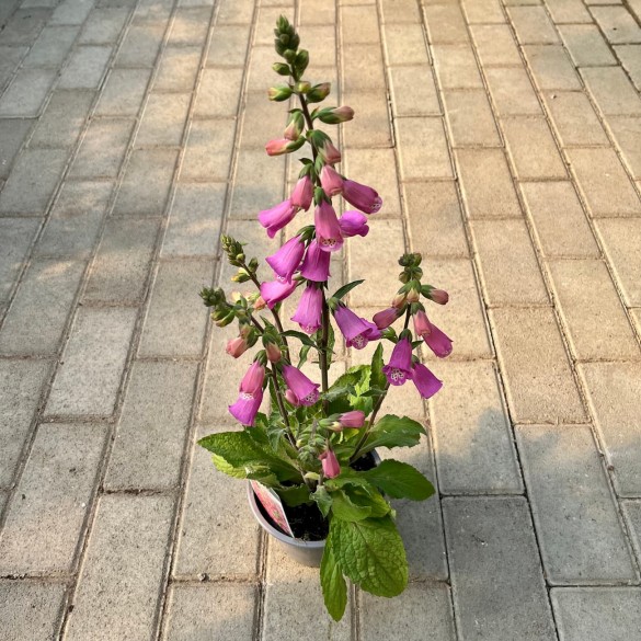 Digitalis purpurea 'Panther' - Gyűszűvirág