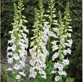 Digitalis purpurea 'Dalmatian White' - Gyűszűvirág