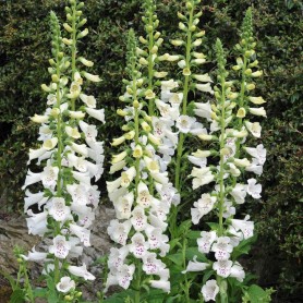 Digitalis purpurea 'Dalmatian White' - Gyűszűvirág
