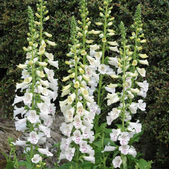 Digitalis purpurea 'Dalmatian White' - Gyűszűvirág