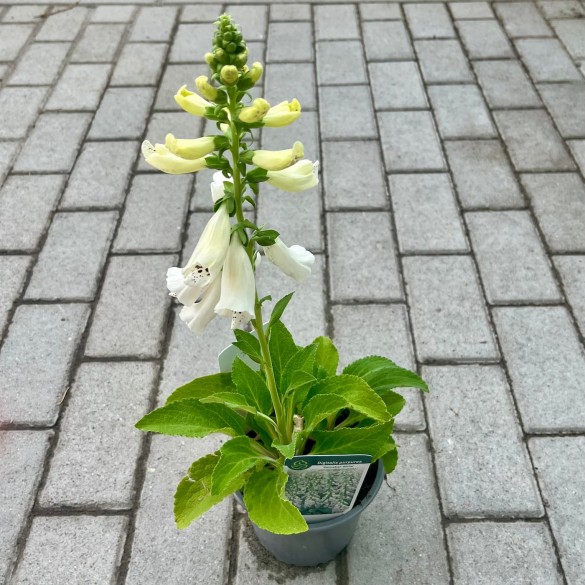 Digitalis purpurea 'Dalmatian White' - Gyűszűvirág