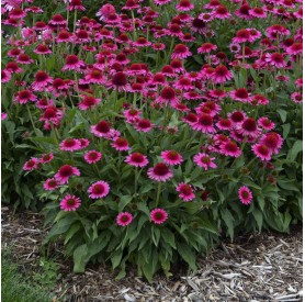 Echinacea 'Delicious Candy' - Kasvirág
