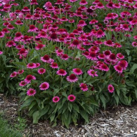 Echinacea 'Delicious Candy' - Kasvirág