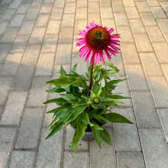 Echinacea 'Delicious Candy' - Kasvirág