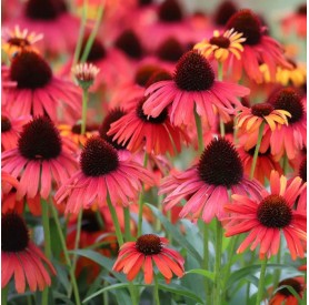Echinacea 'Hot Summer' - Kasvirág