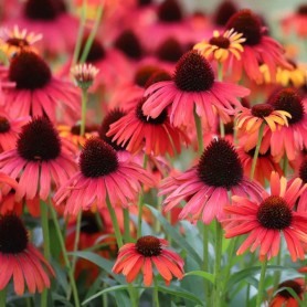 Echinacea 'Hot Summer' - Kasvirág