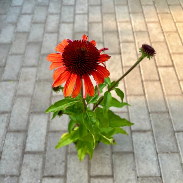 Echinacea 'Hot Summer' - Kasvirág