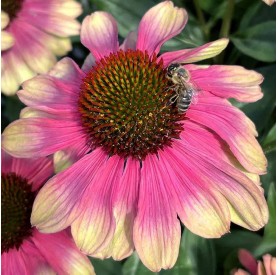 Echinacea 'Pink Lemonade' - Kasvirág