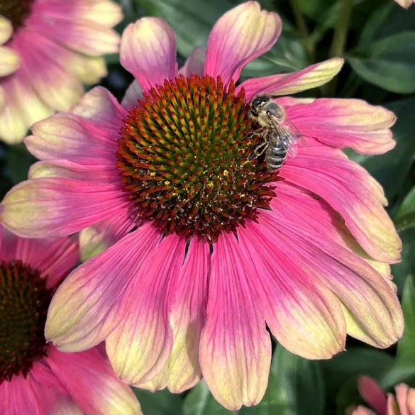 Echinacea 'Pink Lemonade' - Kasvirág