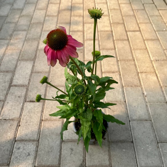 Echinacea 'Pink Lemonade' - Kasvirág