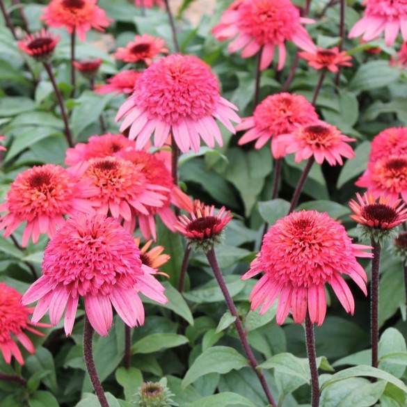Echinacea 'Raspberry Truffle' - Kasvirág
