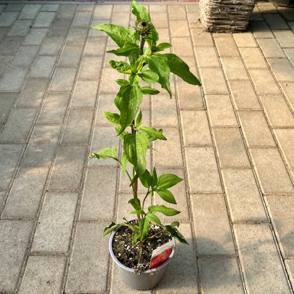 Echinacea 'Raspberry Truffle' - Kasvirág