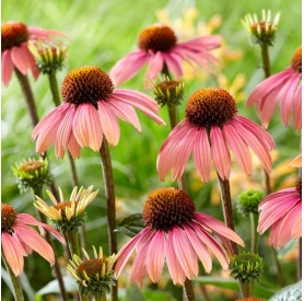 Echinacea 'Summer Cocktail' - Kasvirág