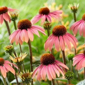 Echinacea 'Summer Cocktail' - Kasvirág