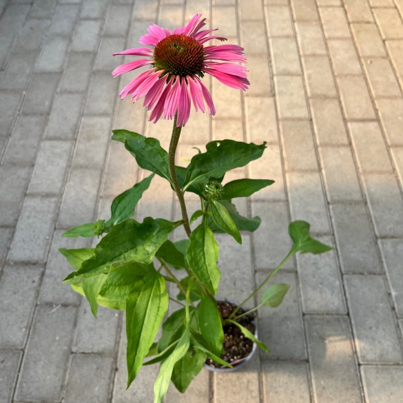 Echinacea 'Summer Cocktail' - Kasvirág