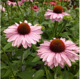 Echinacea 'SunSeekers Blush' - Kasvirág