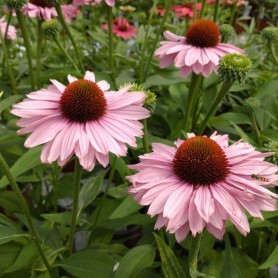 Echinacea 'SunSeekers Blush' - Kasvirág