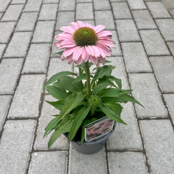 Echinacea 'SunSeekers Blush' - Kasvirág