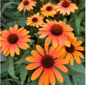 Echinacea 'SunSeekers Clementine' - Kasvirág