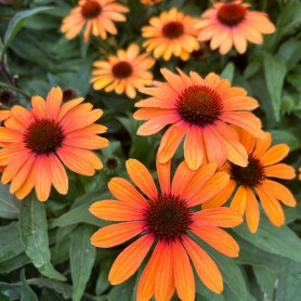 Echinacea 'SunSeekers Clementine' - Kasvirág