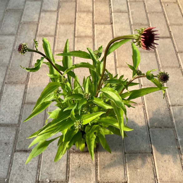 Echinacea 'SunSeekers Clementine' - Kasvirág