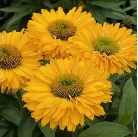 Echinacea 'SunSeekers GoldenSun' - Kasvirág