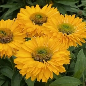Echinacea 'SunSeekers GoldenSun' - Kasvirág