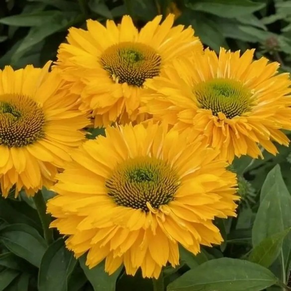 Echinacea 'SunSeekers GoldenSun' - Kasvirág