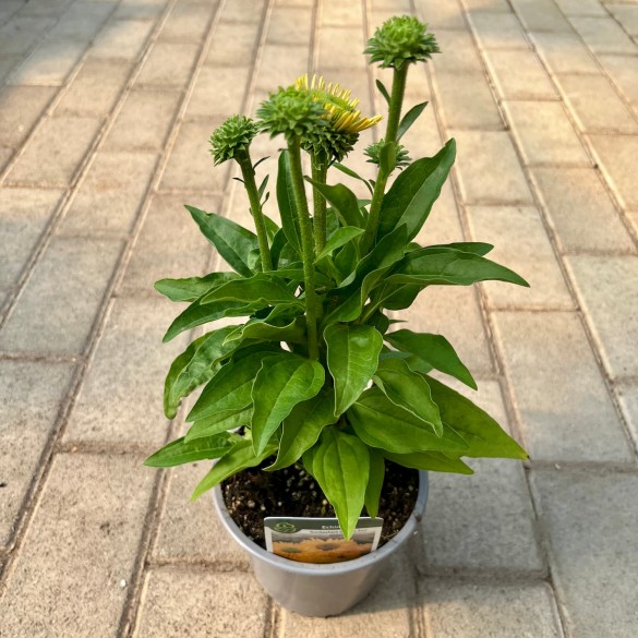Echinacea 'SunSeekers GoldenSun' - Kasvirág