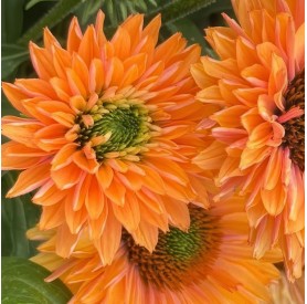 Echinacea 'SunSeekers Pumpkin Pie' - Kasvirág