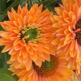Echinacea 'SunSeekers Pumpkin Pie' - Kasvirág