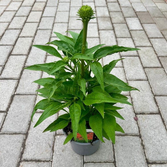 Echinacea 'SunSeekers Pumpkin Pie' - Kasvirág