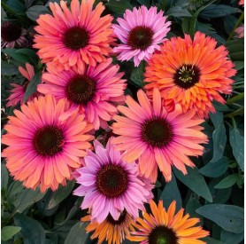 Echinacea 'SunSeekers Rainbow' - Kasvirág