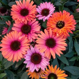 Echinacea 'SunSeekers Rainbow' - Kasvirág