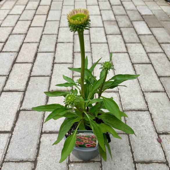 Echinacea 'SunSeekers Rainbow' - Kasvirág