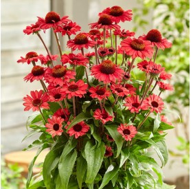 Echinacea 'SunSeekers Scarlet' - Kasvirág