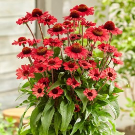 Echinacea 'SunSeekers Scarlet' - Kasvirág