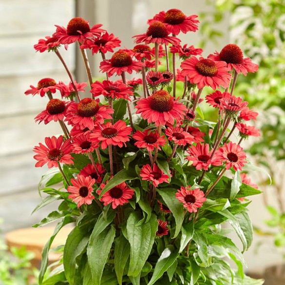 Echinacea 'SunSeekers Scarlet' - Kasvirág