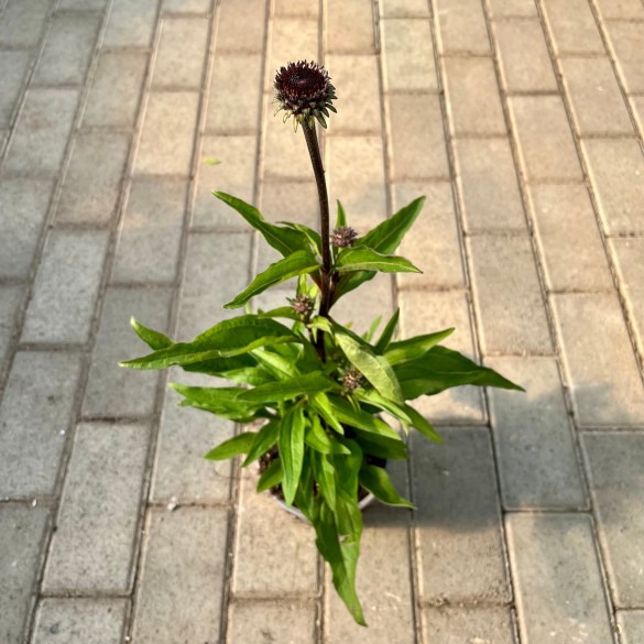 Echinacea 'SunSeekers Scarlet' - Kasvirág