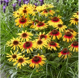 Echinacea 'SunSeekers Tequila Sunrise' - Kasvirág