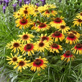 Echinacea 'SunSeekers Tequila Sunrise' - Kasvirág