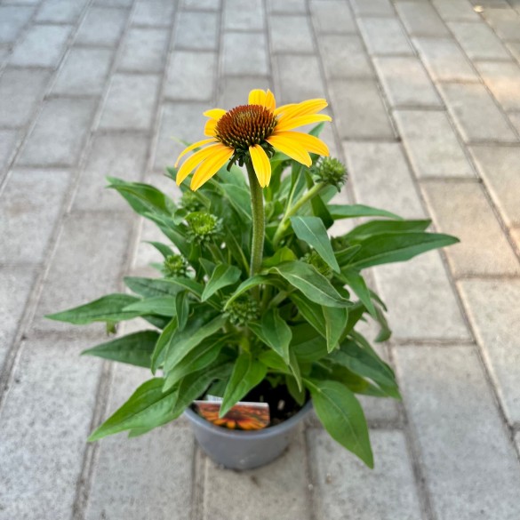 Echinacea 'SunSeekers Tequila Sunrise' - Kasvirág