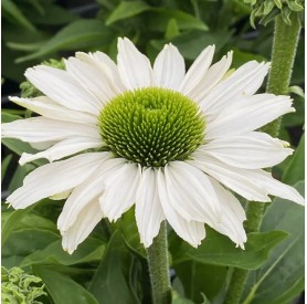 Echinacea 'SunSeekers White Beauty' - Kasvirág