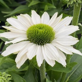 Echinacea 'SunSeekers White Beauty' - Kasvirág