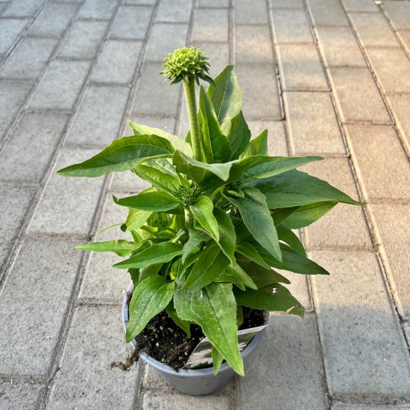 Echinacea 'SunSeekers White Beauty' - Kasvirág